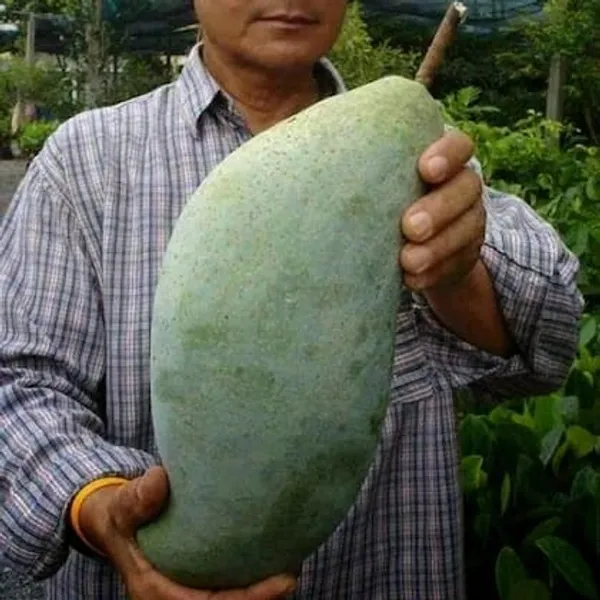 Hybrid_Brunei_King_Mango_Grafting_Plant_(1.5-3_Feet_Height_Pack_Of_1)