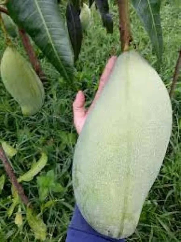 Hybrid_Brunei_King_Mango_Grafting_Plant_(1.5-3_Feet_Height_Pack_Of_1)