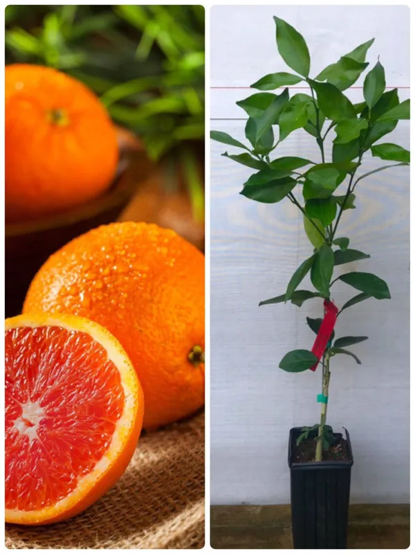 Hybrid_Cara_Cara_Navel_Orange_|_Grafted_Plant