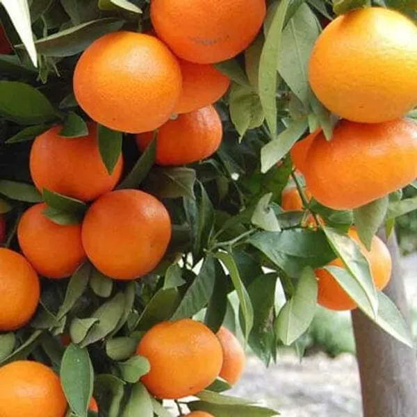 Hybrid_Chatuki_Orange_|_Grafted_Plant