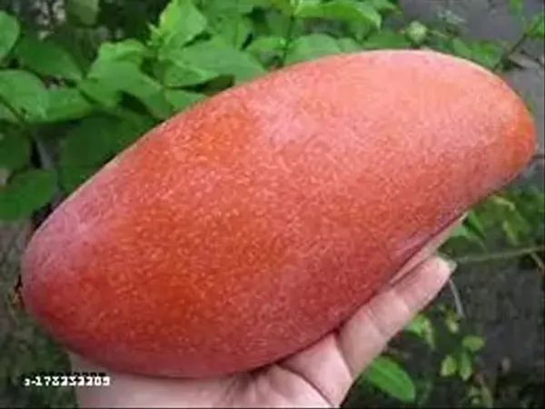 Thai_King_Of_Chakapat_Mango_Aam_Grafted_Fruit_Live_Plant_(1.5-3_Feet_Height)