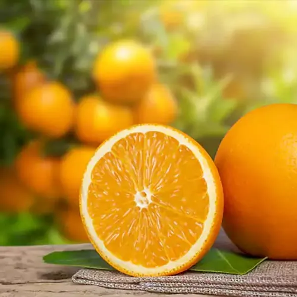 Hybrid_Chiness_Orange_|_Grafted_Plant