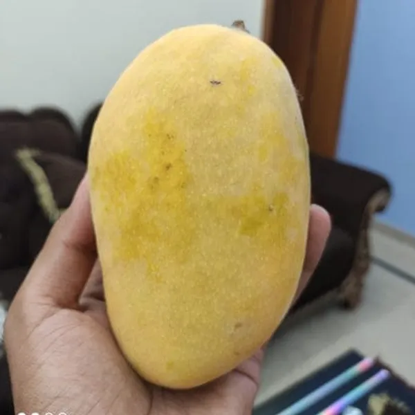 Hybrid_Chowsa_Mango_Grafting_Plant