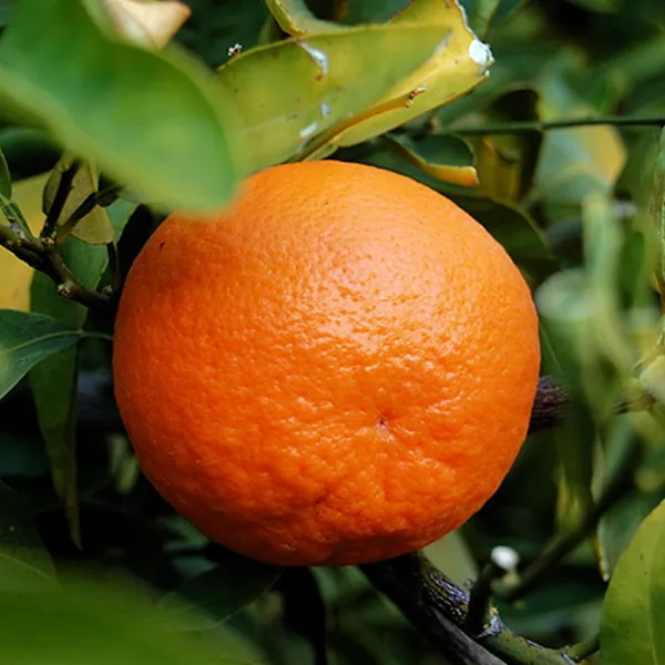 Hybrid_Dancy_Orange_|_Grafted_Plant