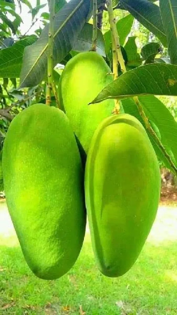Hybrid_Dasheri_Mango_Grafting_Plant_(1.5-3_Feet_Height_Pack_Of_1)