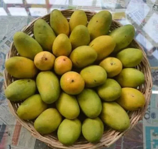 Hybrid_Dasheri_Mango_Grafting_Plant_(1.5-3_Feet_Height_Pack_Of_1)