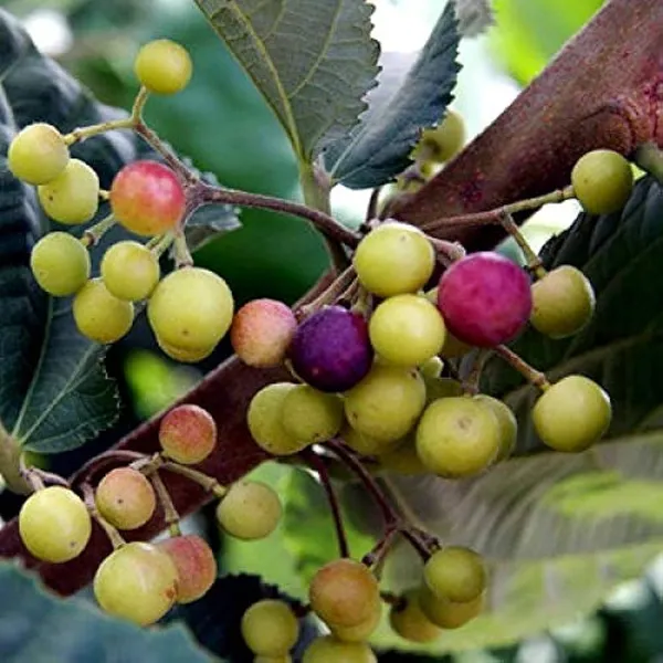 Hybrid_Falsa_Fruit_Plant