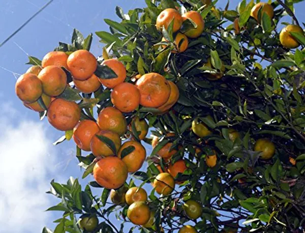 Hybrid_Gaint_Darjeeling_Orange_|_Grafted_Plant