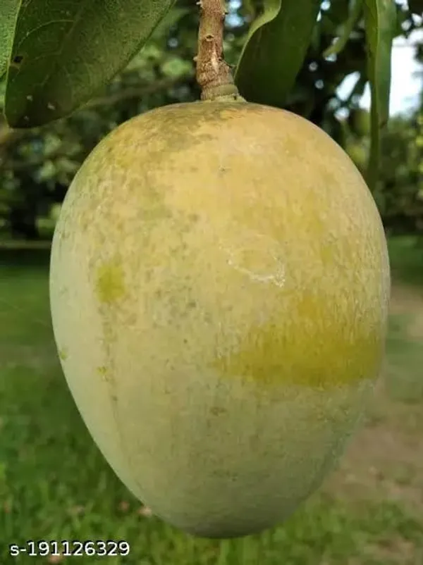Hybrid_Harivanga_Mango_Grafting_Plant