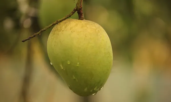 Hybrid_Harivanga_Mango_Grafting_Plant