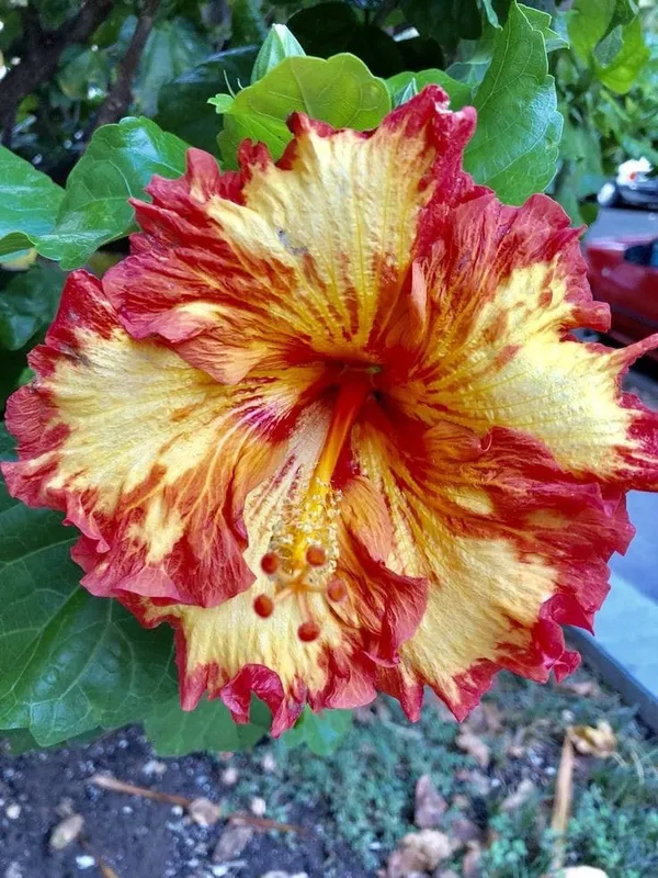 Hybrid_Hibiscus_Flower_Plant_(1.5-3_Feet_Height_Pack_Of_1)