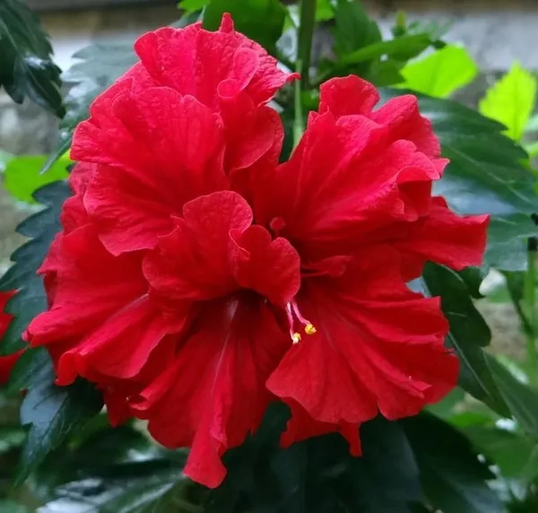 Hybrid_Hibiscus_Flower_Plant_22