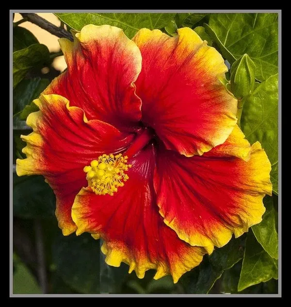 Hybrid_Hibiscus_Flower_Plant_(1.5-3_Feet_Height_Pack_Of_1)