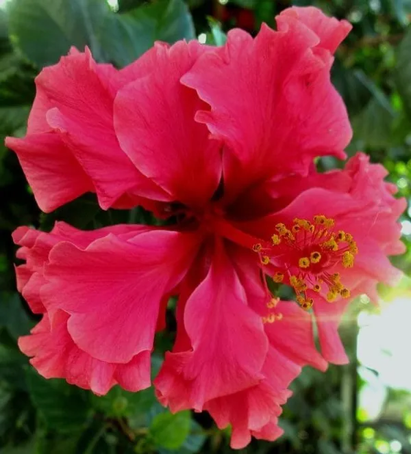 Hybrid_Hibiscus_Flower_Plant_28