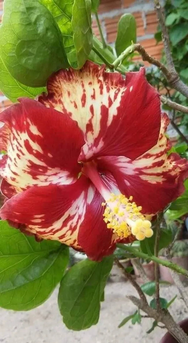 Hybrid_Hibiscus_Flower_Plant_(1.5-3_Feet_Height_Pack_Of_1)