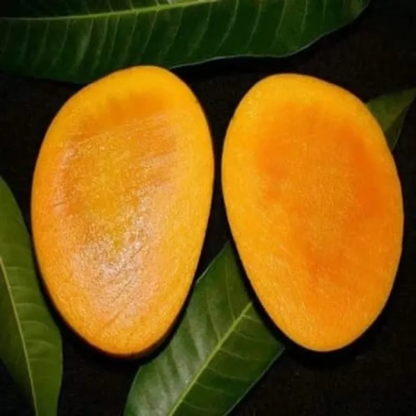 Hybrid_Himsagar_Mango_Grafting_Plant