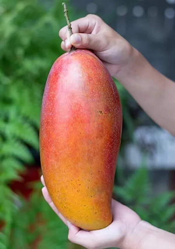 Hybrid_Iovry_Red__Mango_Grafting_Plant