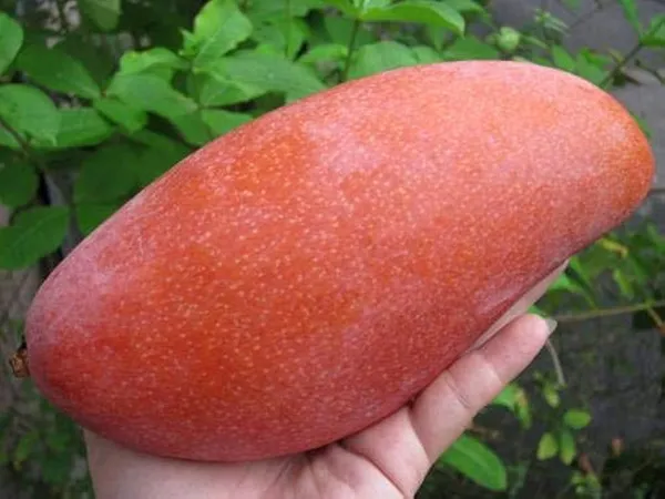 Hybrid_Iovry_Red__Mango_Grafting_Plant