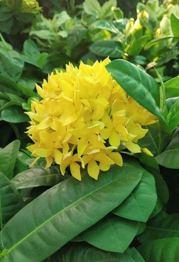 Hybrid_Ixora_Yellow_Flower_Plant