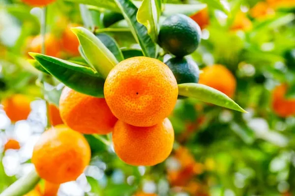 Hybrid_Jaffa_Orange_|_Grafting_Plant