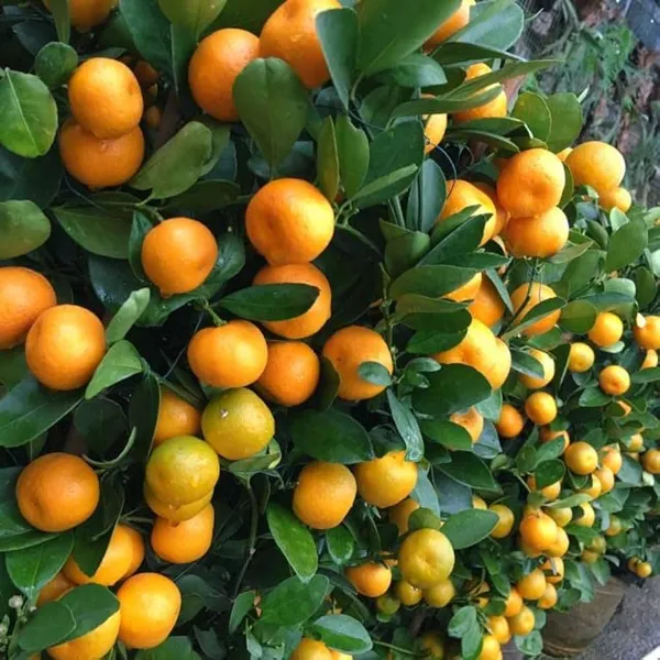 Hybrid_Kamkot_Orange_|_Grafted_Plant
