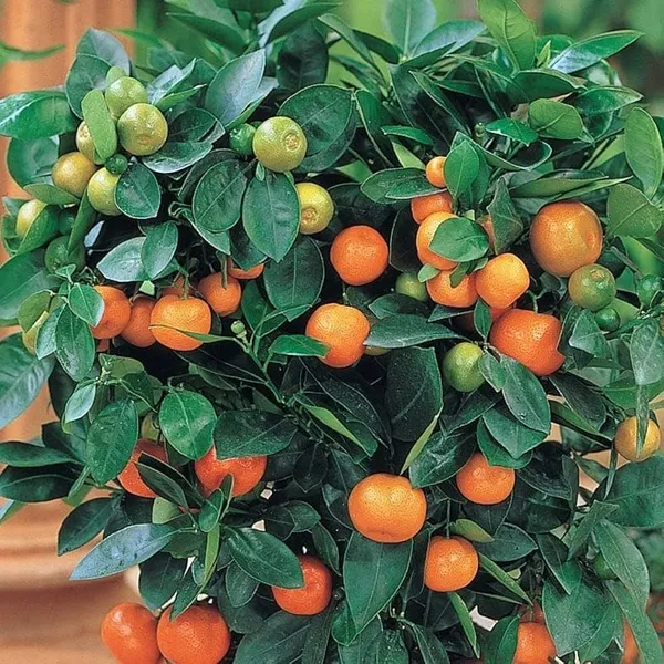 Hybrid_Kamkot_Orange_|_Grafted_Plant