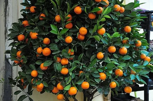 Hybrid_Kamkot_Orange_|_Grafted_Plant