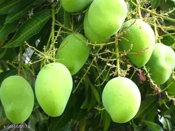 Hybrid_Kancha_Mitha_Mango_Grafting_Plant