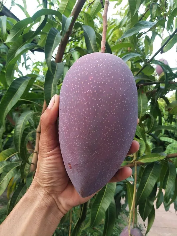 Hybrid_King_Of_Chakapat_Mango_Grafting_Plant