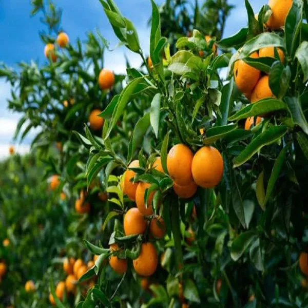 Hybrid_Know_Orange_|_Grafted_Plant
