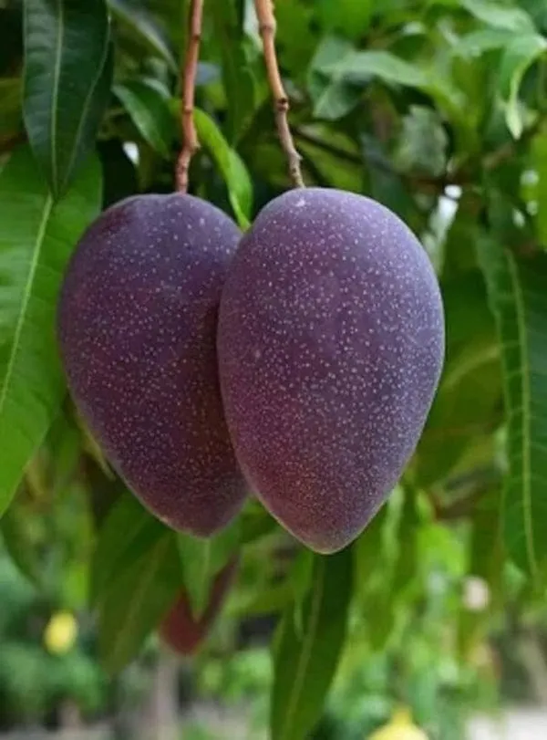 Hybrid_Kosturi_Mango_Grafting_Plant
