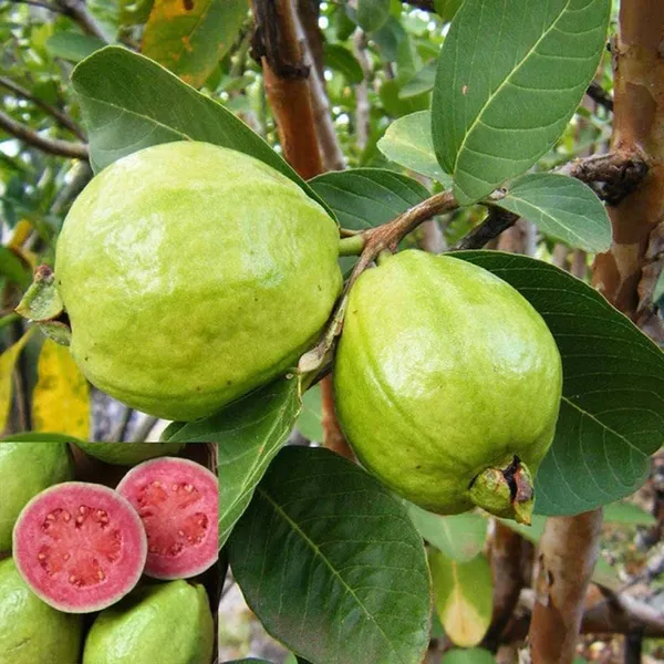 Hybrid_Lalit_Guava_Plant