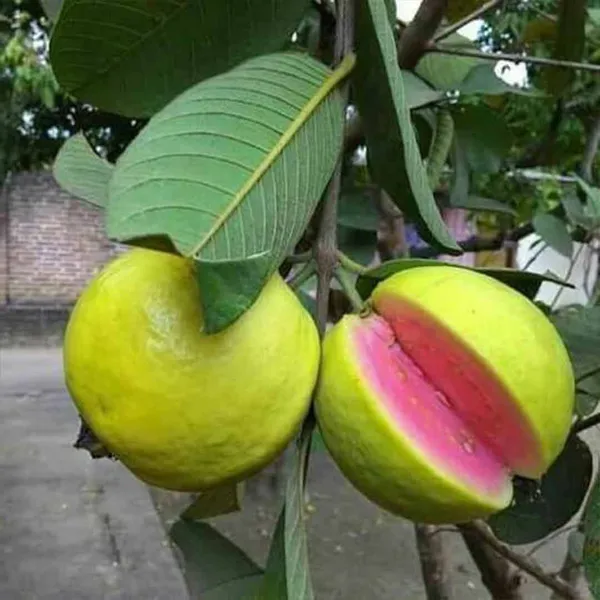 Hybrid_Lalit_Guava_Plant