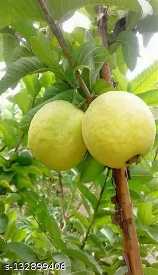 Hybrid_Lalit_Guava_Plant
