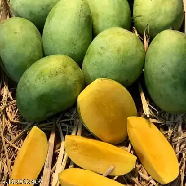 Hybrid_Langra_Mango_Grafting_Plant