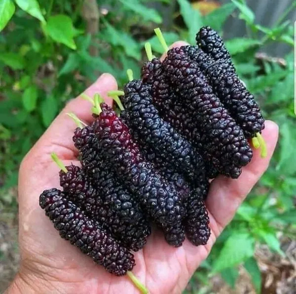 Hybrid_Long_Mulberry_Fruit_Plant_(Pack_Of_1)