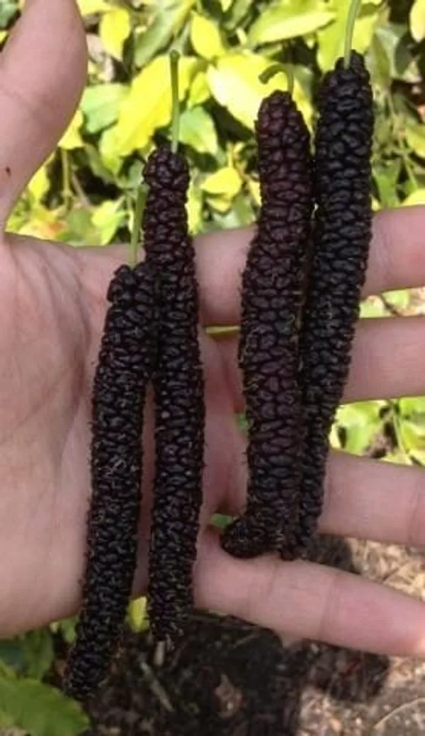 Hybrid_Long_Mulberry_Fruit_Plant_(Pack_Of_1)