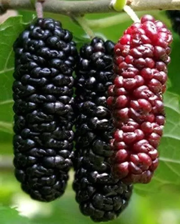 Hybrid_Long_Mulberry_Fruit_Plant_(Pack_Of_1)