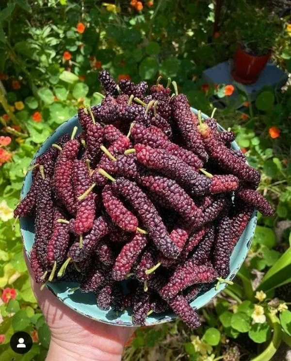 Hybrid_Long_Mulberry_Fruit_Plant_(Pack_Of_1)