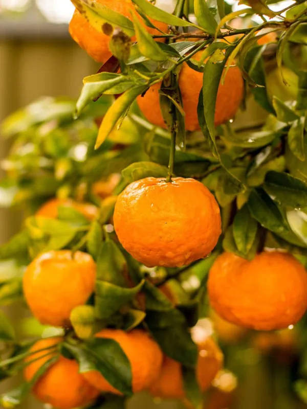 Nagpur_Mandarin_All_Time_Orange_Santra_Grafted_Fruit_Live_Plant_(1.5-2_Feet_Height)
