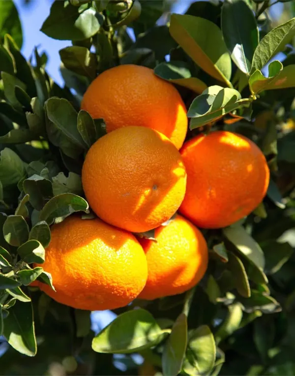 Nagpur_Mandarin_All_Time_Orange_Santra_Grafted_Fruit_Live_Plant_(1.5-2_Feet_Height)