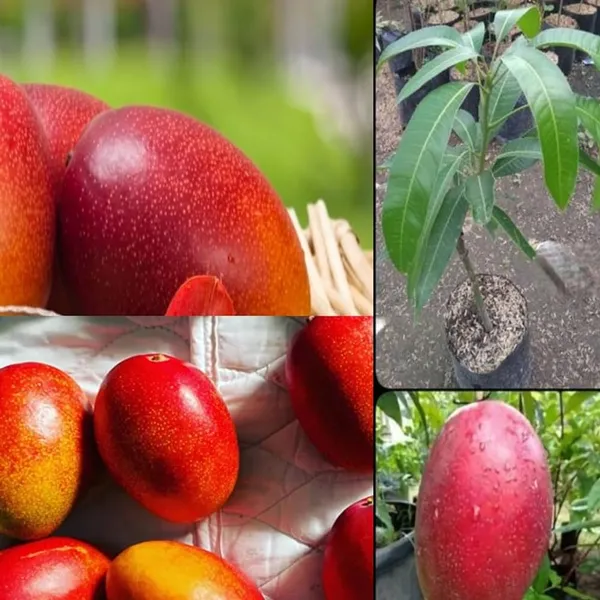 Hybrid_Miyazaki_Mango_Grafting_Plant_(1.5-3_Feet_Height_Pack_Of_1)