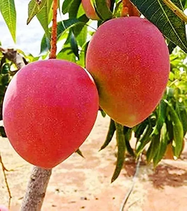 Hybrid_Miyazaki_Mango_Grafting_Plant_(1.5-3_Feet_Height_Pack_Of_1)