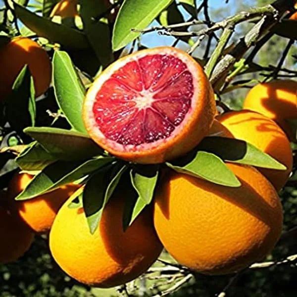 Hybrid_Moro_Blood_Orange_|_Grafted_Plant