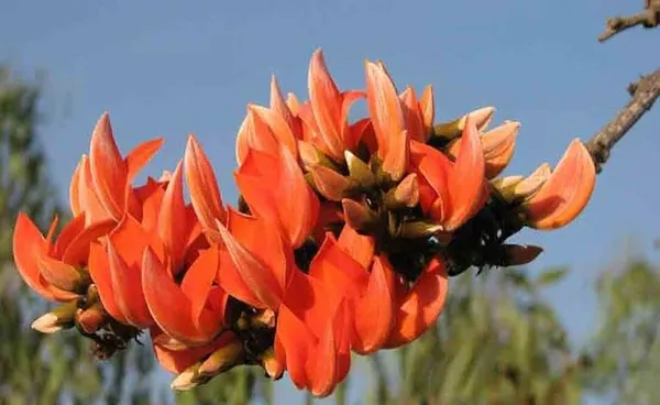 Hybrid_Palash_Flower_Plant_1