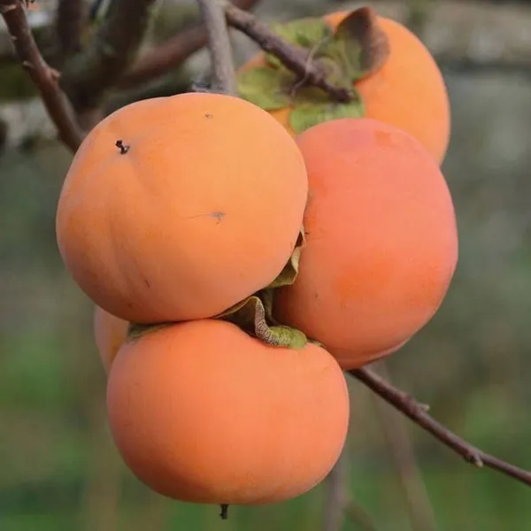 Fuyu_Persimmon_Grafted_Fruit_Live_Plant_(2-3_Feet_Height)