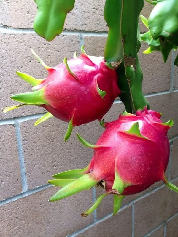 Hybrid_Pink_Dragon_Fruit_Plant_(1.5-3_Feet_Height_Pack_Of_1)