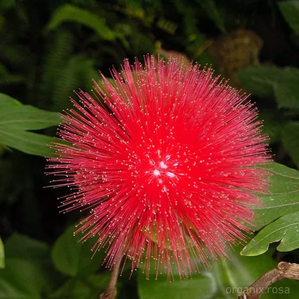 Hybrid_Powderpuff_Red_Calliandra_Flower_Plant