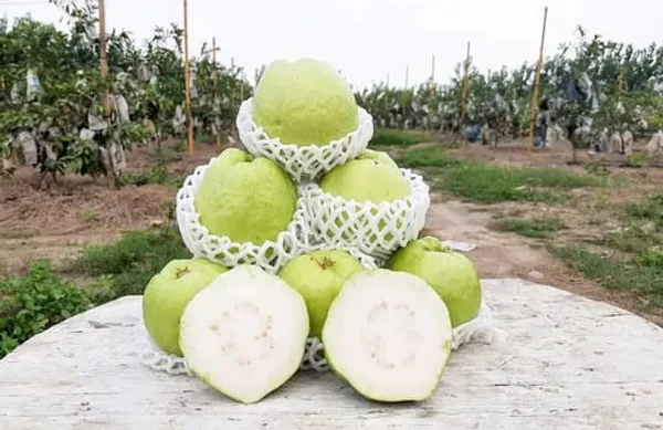 Hybrid_Punjab_Guava_Plant