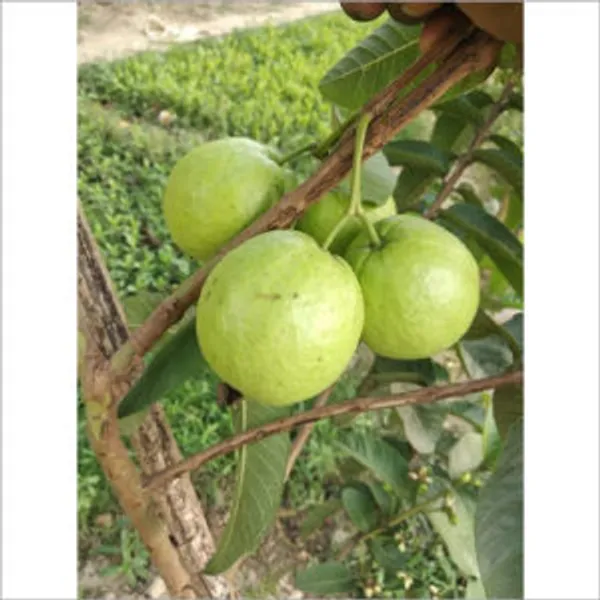 Hybrid_Punjab_Guava_Plant